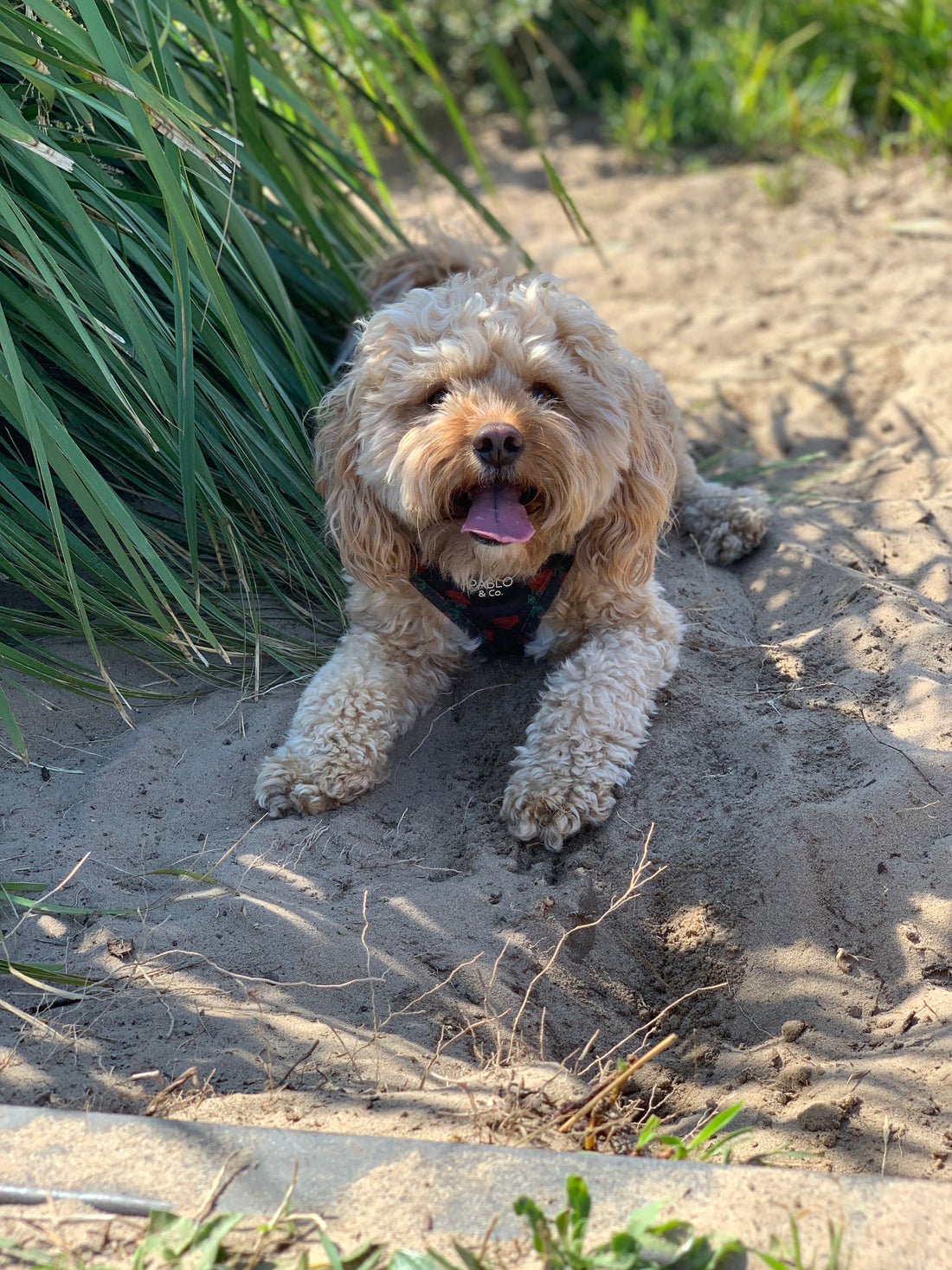 Cavoodle traits by Cyn Johnson