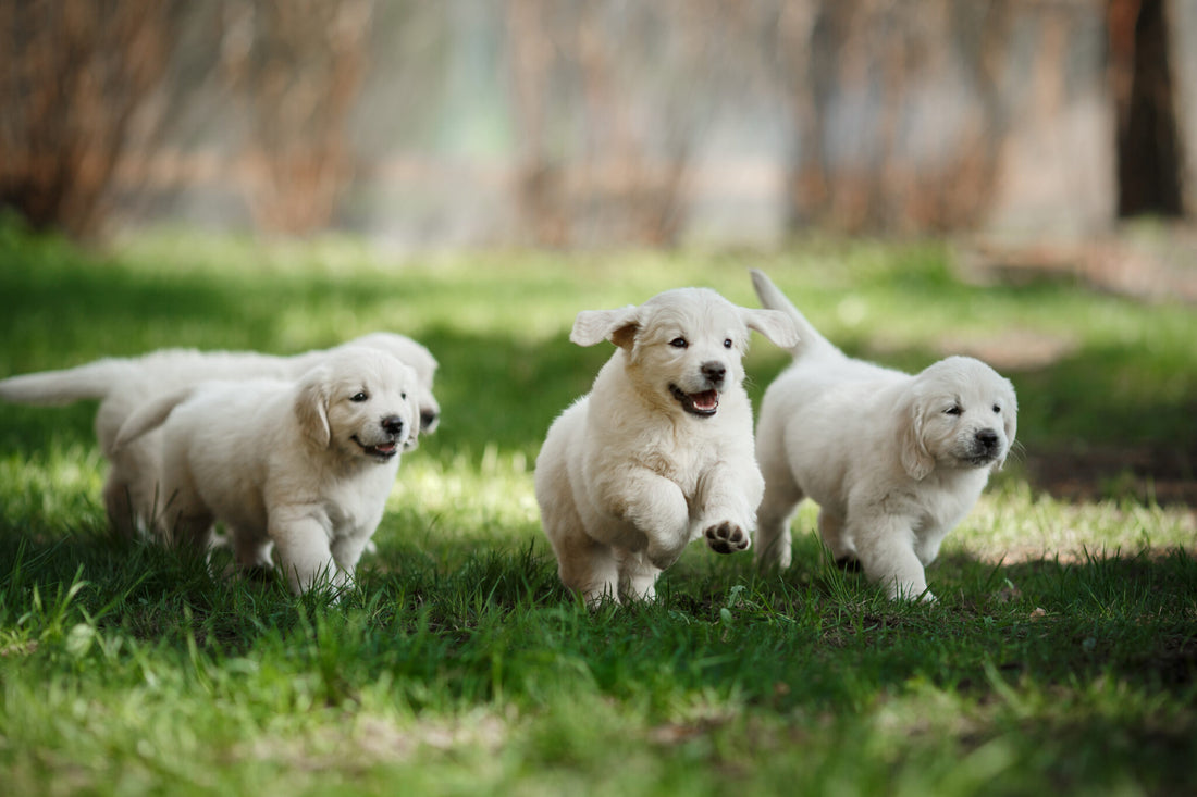 Early puppy socialisation by Cyn Johnson
