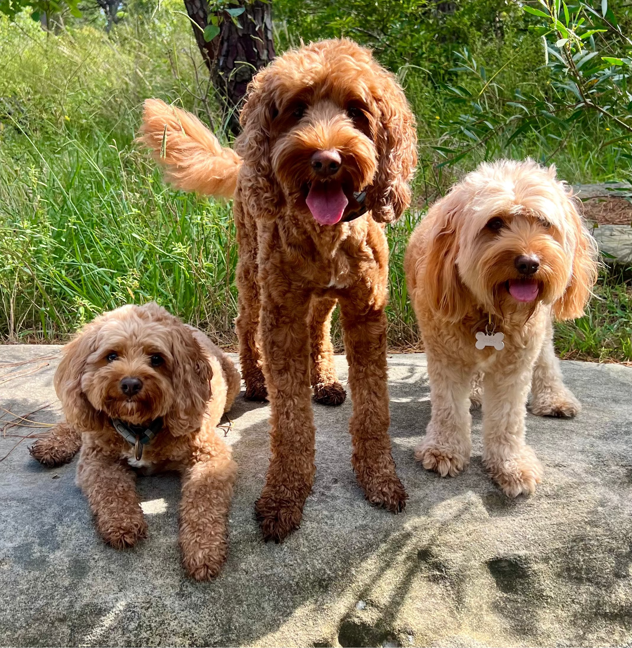 woofofpawst