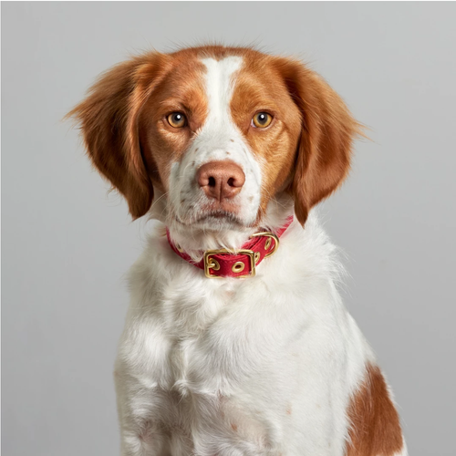 All Weather Collar (Red)