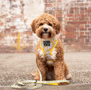 Going Bananas: The Classic Print Harness