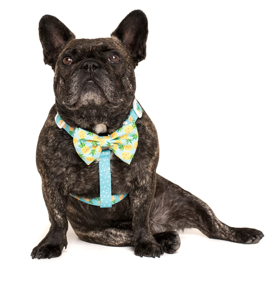 Fine-apple: Dog Harness