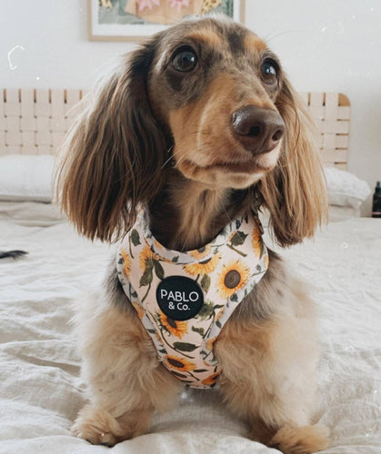 Sunflowers: Adjustable Harness