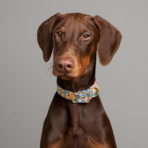 Café Collar