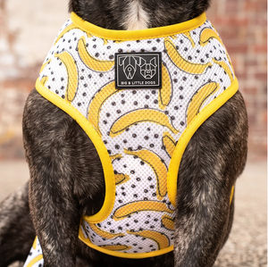Going Bananas: The Classic Print Harness