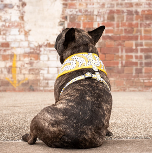 Going Bananas: The Classic Print Harness