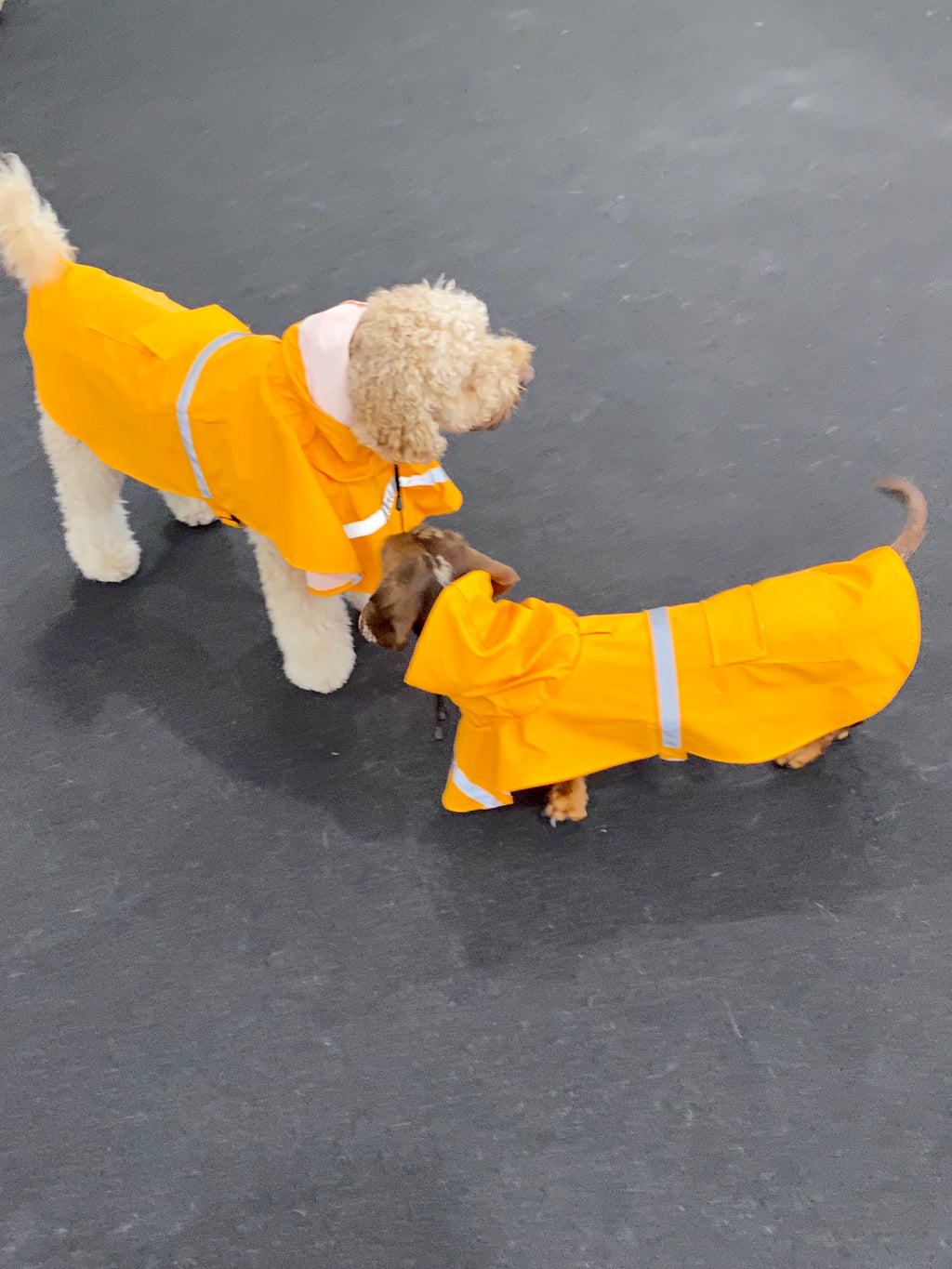 Dog Raincoat Poncho