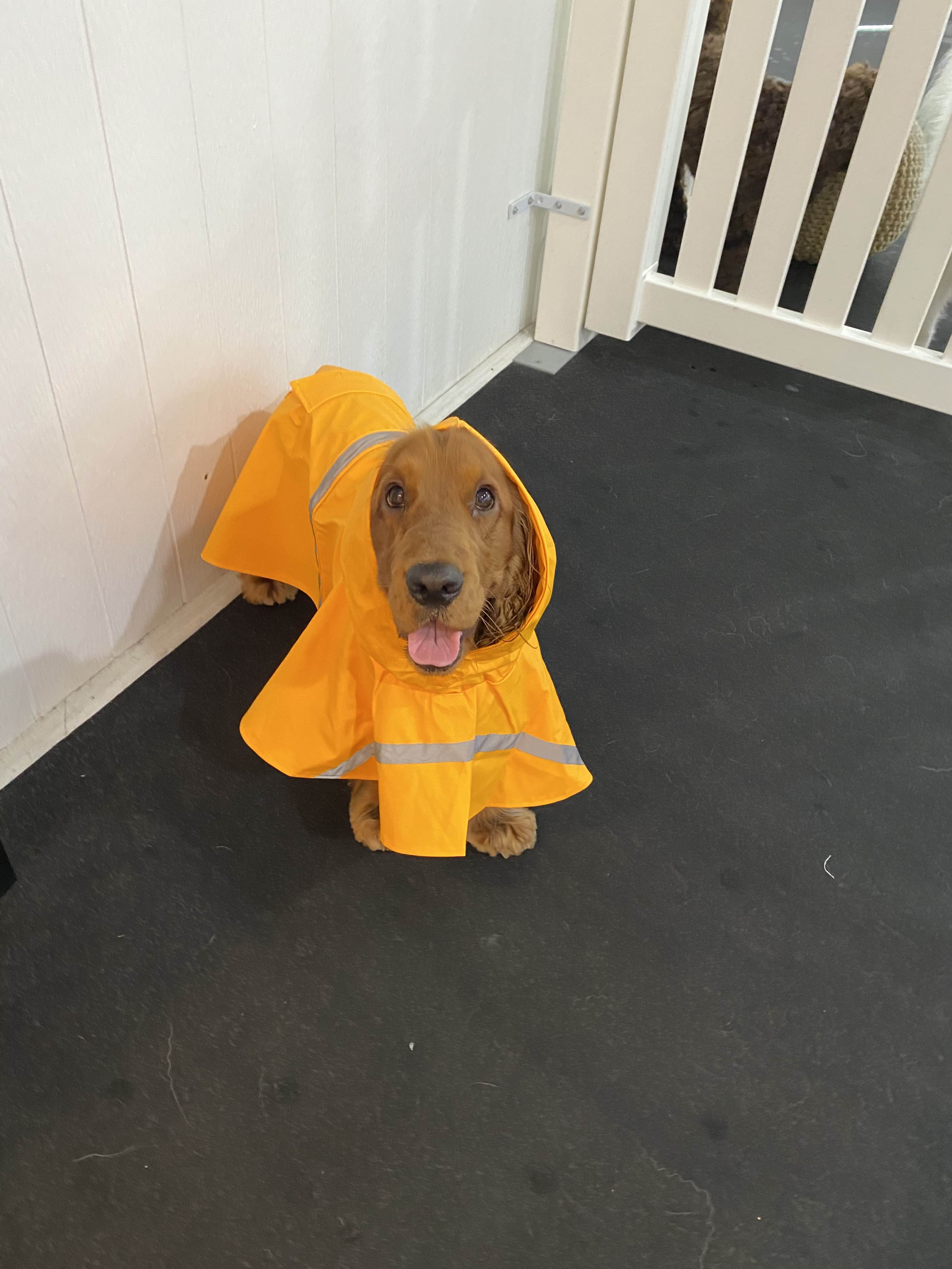 Dog Raincoat Poncho