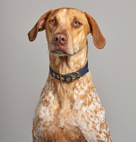All Weather Collar (Navy)
